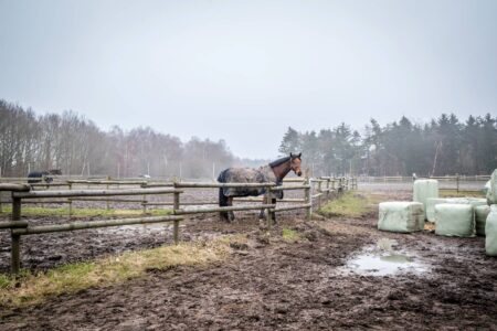 Mud Season on the Farm Image